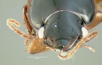 Media type: image;   Entomology 614730 Aspect: head frontal view